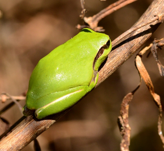 Raganella Francese - Hyla meridionalis